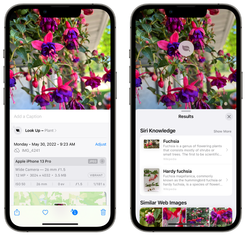 玉溪苹果手机维修分享小技巧：使用 iPhone 相机识别花卉植物 